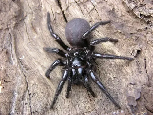 Australian funnel web spider