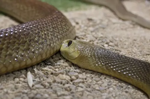 Coastal Taipan