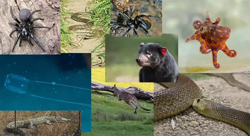 Get to Know the Scary Animals of Australia!