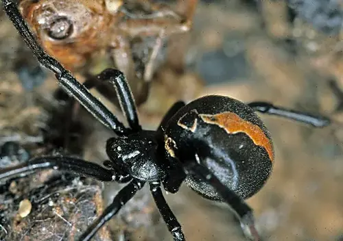 Redback Spider