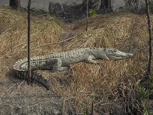 Saltwater Crocodile