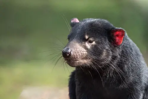 tasmanian-devil